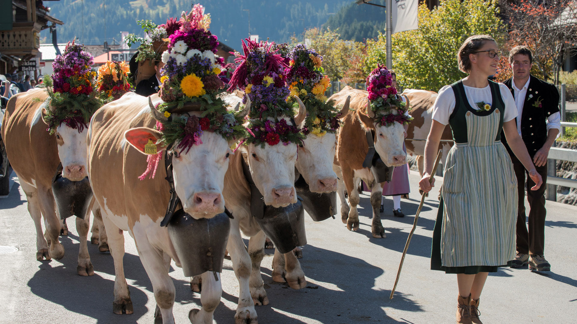 Versierde koeien die door een dorpsstraat lopen